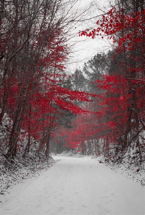 Snowy Red Trees Winter Scenery Winter Landscape Winter Pictures