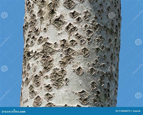 White Poplar Bark With Lenticels Stock Image Image Of Alba Bark