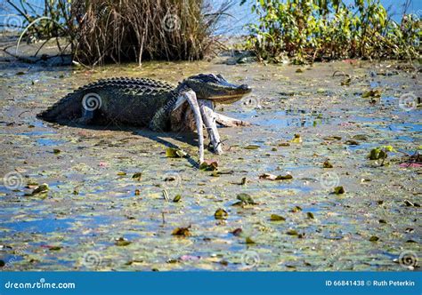 American Alligator In Florida Stock Photo Image Of Water Wildlife