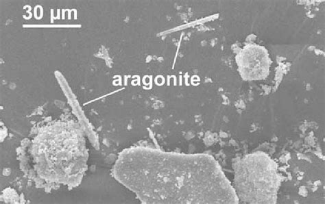 Sem Photograph Of Aragonite Needles In 170172 Cm Depth Of Core