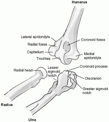 Anatomy And Biomechanics Of The Elbow Musculoskeletal Key