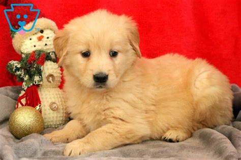 Golden retrievers are known for their gentle and friendly disposition. Love | Golden Retriever Puppy For Sale | Keystone Puppies