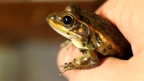 Meet The Leopard Frogs Care Setup Feeding Video 2017