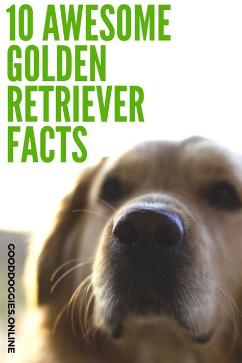 10 Amazingly Interesting Facts About Golden Retriever Good Doggies