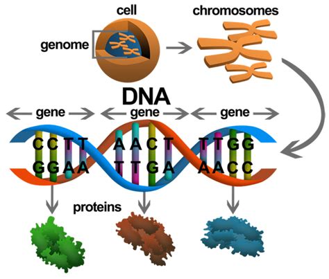 How Do Genes Work Gene And Cells