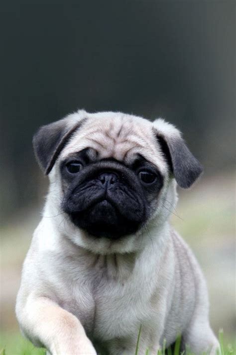 Cute Pug Dog In Grass Iphone 4s Wallpapers Free Download