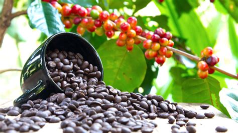 Coffee Flavor Is Derived From What Part Of The Plant Coffee Signatures