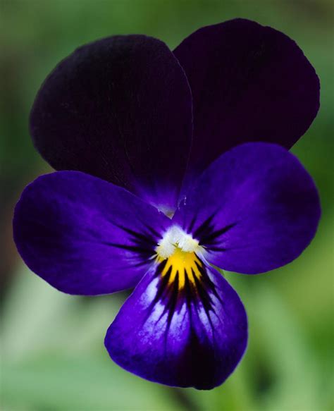 Petunias have captivated gardeners for centuries. Garden Flowers: Violas…such dainty winter blooms | Lisa ...