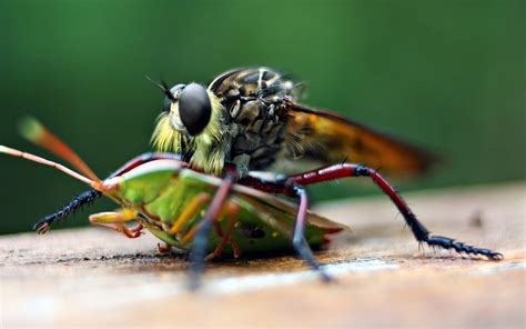 Red Fly Animals Macro Flies Insect Hd Wallpaper Wallpaper Flare