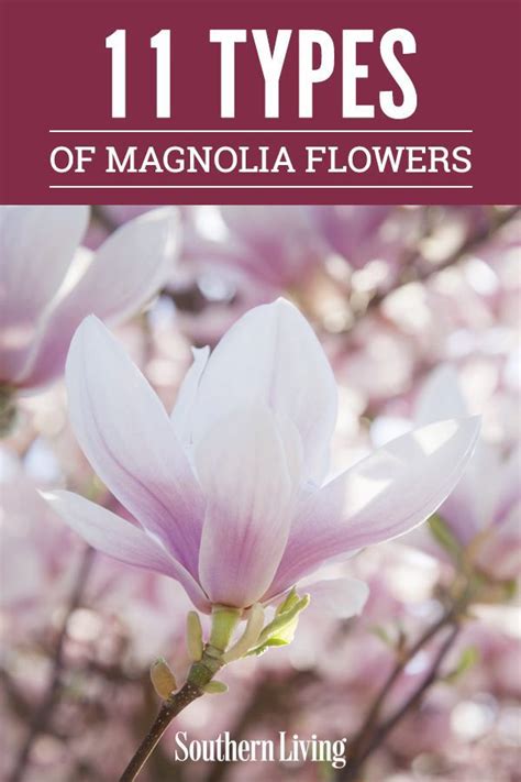 11 Magnolia Flowers Types Every Southerner Should Know Magnolia Tree