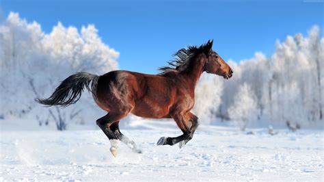 Winter Snow 4k Cute Animals Horse Hd Wallpaper