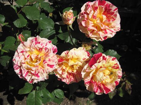 George Burns Floribunda Roses Floribunda Roses Rose Flowers