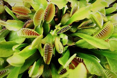 7 Of The Best Carnivorous Plants And How To Care For Them