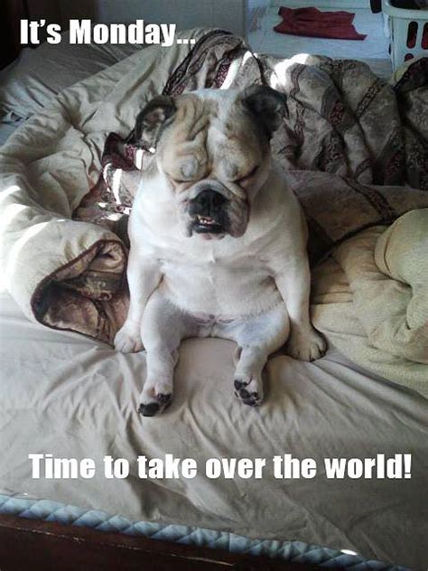 Its Mondaytime To Take Over The World Funny Dog Memes Funny Dogs