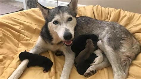 Mother Husky Giving Birth To Cute Pups Youtube