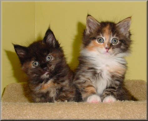 Calico Cats Are Going To Make Me A Crazy Cat Lady Someday Kittens