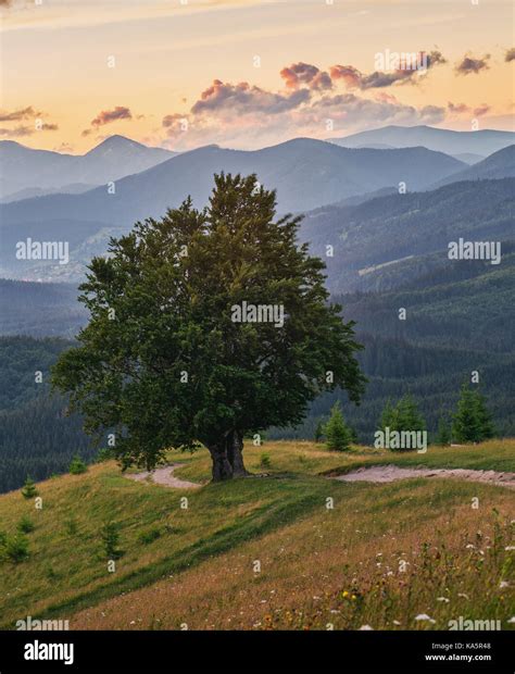 Mountain Landscape Lonely Tree Near The Hiking Path Stock Photo Alamy