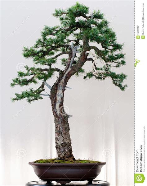 It is based on ode to joy from the final movement of beethoven's 9th symphony composed in 1823. Europese Lariks als bonsai stock foto. Afbeelding bestaande uit naaldboom - 16116132
