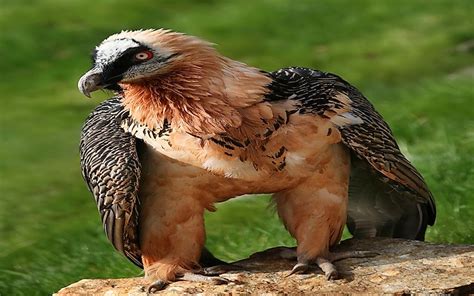 The Sixteen Species Of Old World Vultures Living Today Worldatlas