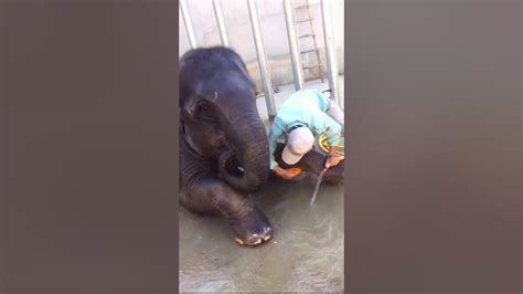 हाथी मज़े से नहा रही है। Shorts Youtube