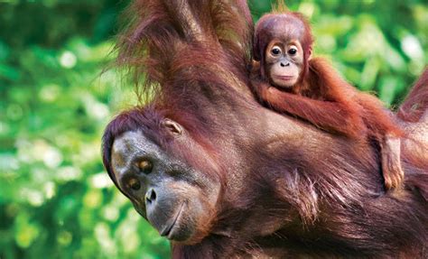 Bilangan terkini di malaysia : 8 Spesis Haiwan Yang Paling Terancam Di Malaysia