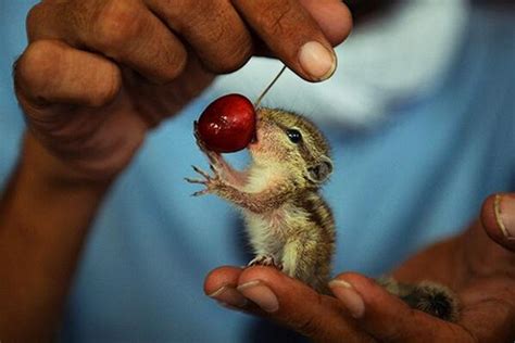 20 Of The Most Adorable Pictures Of Baby Squirrels Youve Ever Seen In