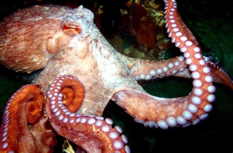 Giant Pacific Octopus Ocean Treasures Memorial Library