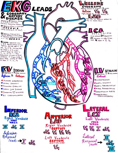 Ekg Heart Anatomy And Physiology