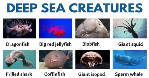 Deep Sea Creatures Its Interesting To Discover The Deep Ocean In