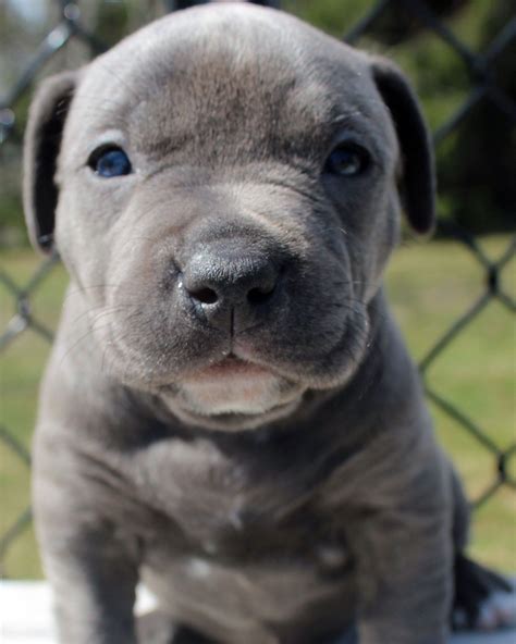 Pitbull Breeders Blue Nose Pitbull Puppies Pitbull Puppies For Sale