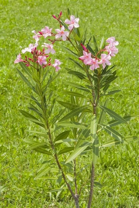 Rosa Blumen Des Nerium Oleanders Auf Strauch Nahaufnahme Mit Bokeh