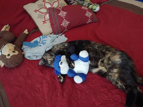 My Cat Like To Take Stuff Toy Animals Into My Bed To Sleep With Her Raww