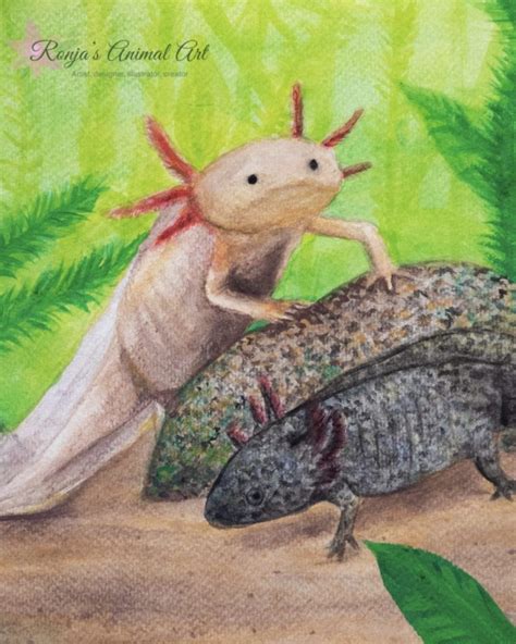 “easeful Axolotls” Axolotl Watercolour Painting Ronja‘s Animal Art