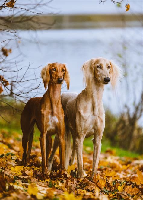 saluki images  pinterest dubai beauty  greyhounds