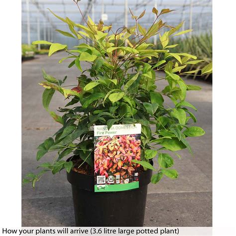 Everything you need to know to use firepower nandina in your landscape. Nandina domestica 'Fire Power' plants | Thompson & Morgan