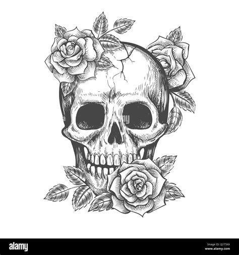 Roses Skull Sketch Stock Vector Image And Art Alamy