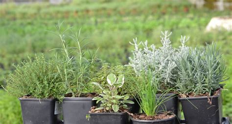 Las hierbas aromáticas o finas hierbas, son unas plantas que nacen en los campos o son cultivadas en los huertos por sus cualidades aromáticas, condimentarias o, incluso, medicinales. 10 tipos de hierbas para cultivar en maceta