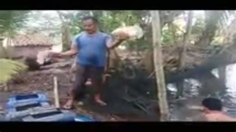 We did not find results for: Panen Ikan Gurame Besar Untuk Pertama Kali Petani Gurame ...