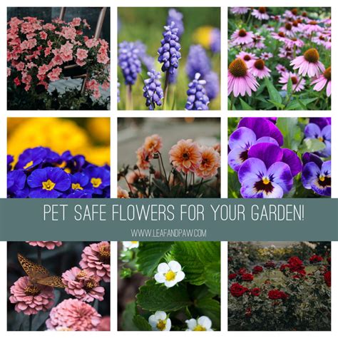 Pet Safe Flowers For Your Garden Leaf And Paw