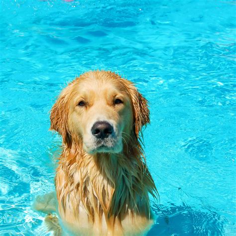 Do Golden Retrievers Naturally Know How Do You Swim