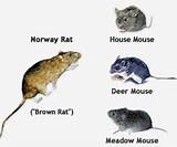 Definition Of Rodent Images