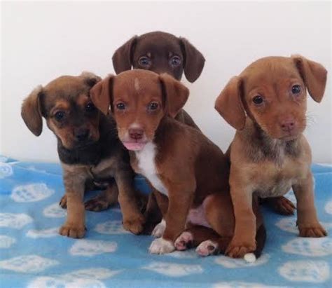 We have compiled a complete list of dachshund rescues found in the usa. Dachshund/ Toy Fox puppies for Sale in Ashtabula, Ohio ...