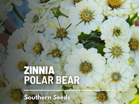 Zinnia Polar Bear 100 Seeds Heirloom Flower Pure White Blooms