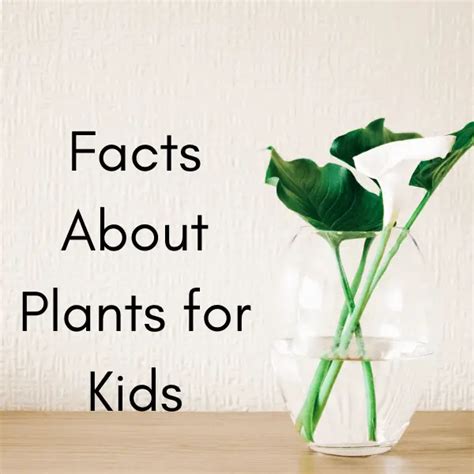 10 Amazing Facts About Plants For Kids Best Way To Learn
