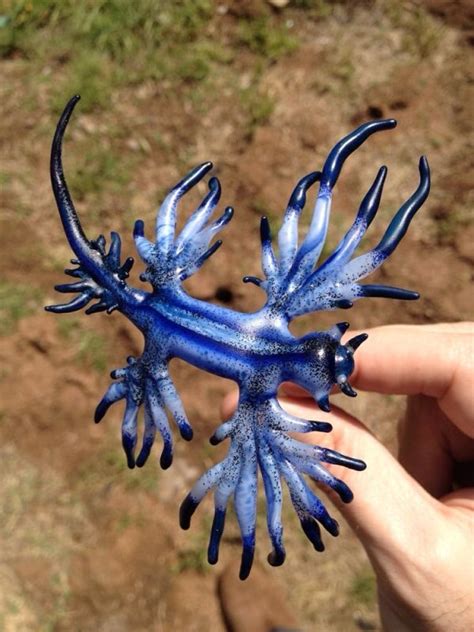 Blue Dragon Otherwise Known As Glaucus Atlanticus Beautiful Sea
