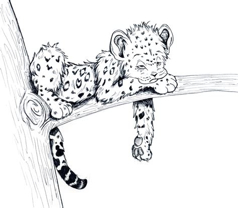 Simple Snow Leopard Drawing Sketches Car Pictures Sketch Coloring Page