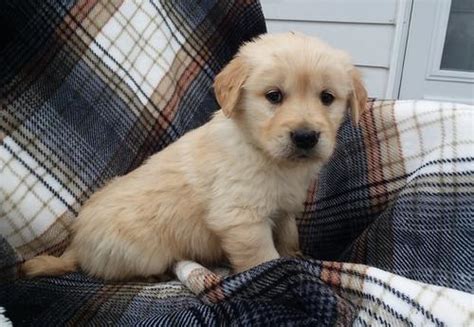 Our next litter of goldens will be posted for reservation on wednesday, october 7. Golden Retriever Puppy for Sale - Adoption, Rescue ...