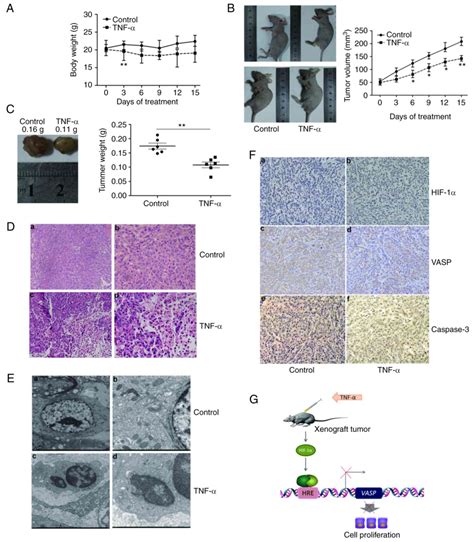 Tnf Inhibits Xenograft Tumor Formation By A Lung Cancer Cells In