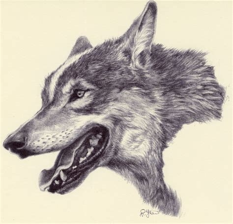 Wolf As Wolf Ballpoint Pen Drawing Biro Art Dog Tattoo