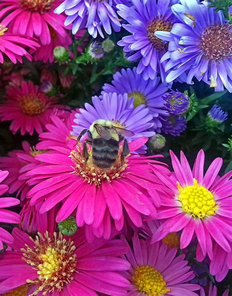 Bee A Flower 0008 Photograph By Jeff Stallard Fine Art America